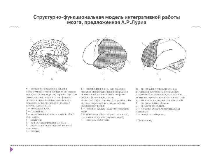 Презентация анатомо физиологические механизмы речи - 88 фото