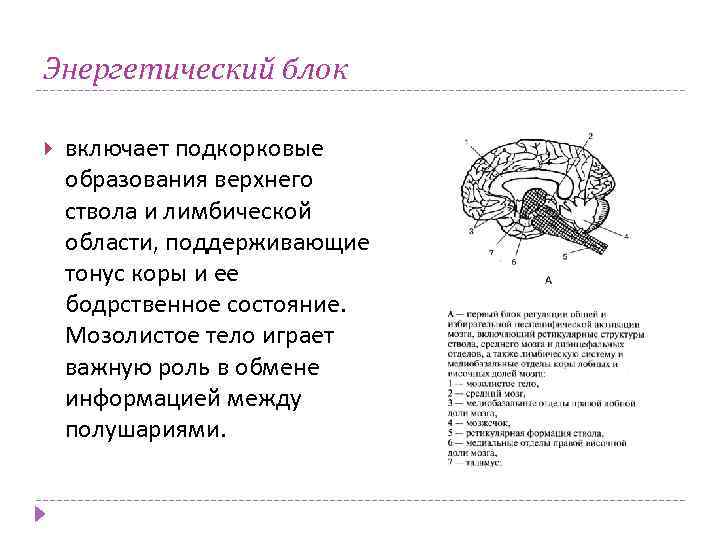 Энергетический блок включает подкорковые образования верхнего ствола и лимбической области, поддерживающие тонус коры и