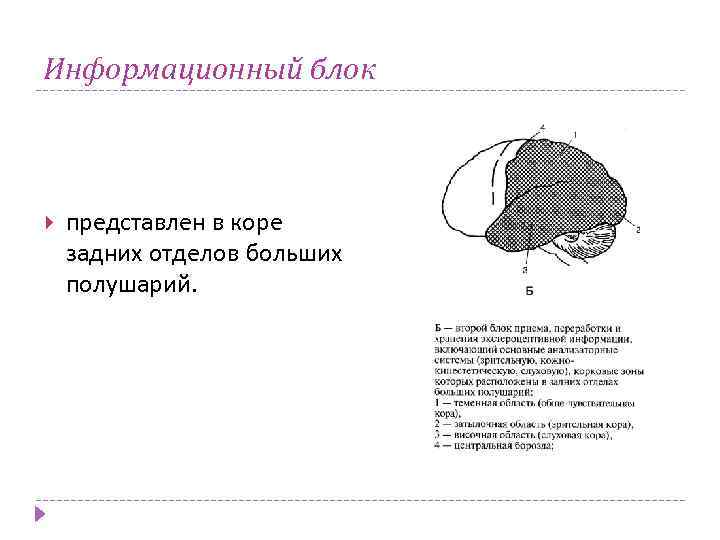 Информационный блок представлен в коре задних отделов больших полушарий. 