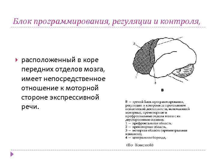 Блок программирования, регуляции и контроля, расположенный в коре передних отделов мозга, имеет непосредственное отношение