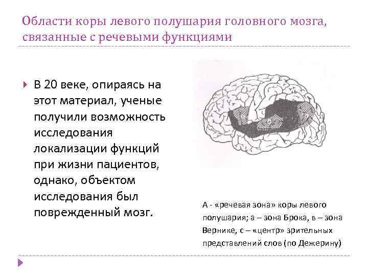 Области коры левого полушария головного мозга, связанные с речевыми функциями В 20 веке, опираясь