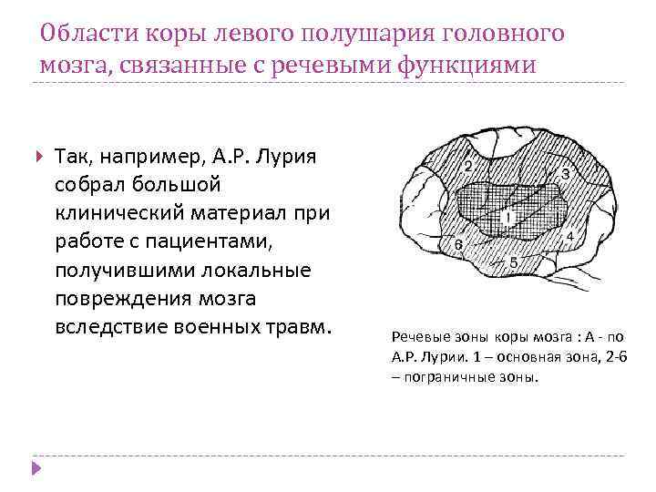 Области коры левого полушария головного мозга, связанные с речевыми функциями Так, например, А. Р.