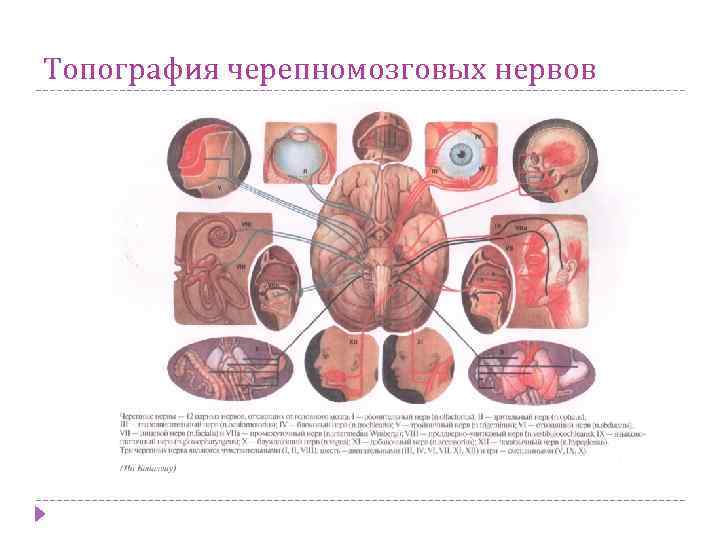 Топография черепномозговых нервов 