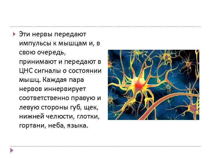  Эти нервы передают импульсы к мышцам и, в свою очередь, принимают и передают