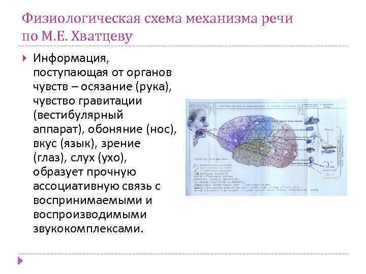 Физиологическая схема механизма речи по М. Е. Хватцеву Информация, поступающая от органов чувств –