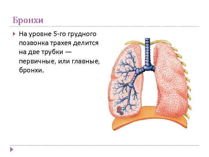 Бронхи На уровне 5 -го грудного позвонка трахея делится на две трубки — первичные,