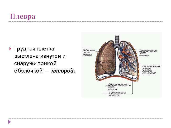 Плевра Грудная клетка выстлана изнутри и снаружи тонкой оболочкой — плеврой. 