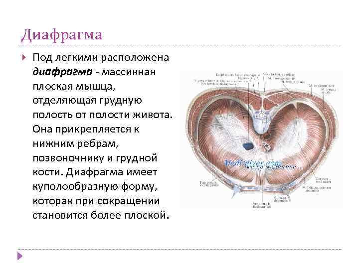 Диафрагма Под легкими расположена диафрагма - массивная плоская мышца, отделяющая грудную полость от полости