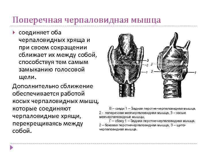 Поперечная черпаловидная мышца соединяет оба черпаловидных хряща и при своем сокращении сближает их между