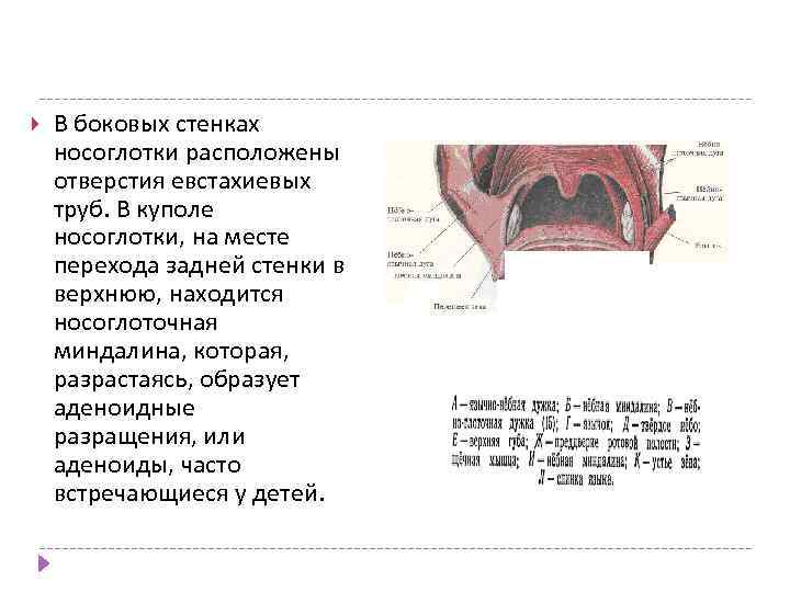 Стенки носоглотки. Латеральная стенка носоглотки. Боковая стенка носоглотки. Задние боковая стенка носоглотки. На латеральной стенке носоглотки располагаются.