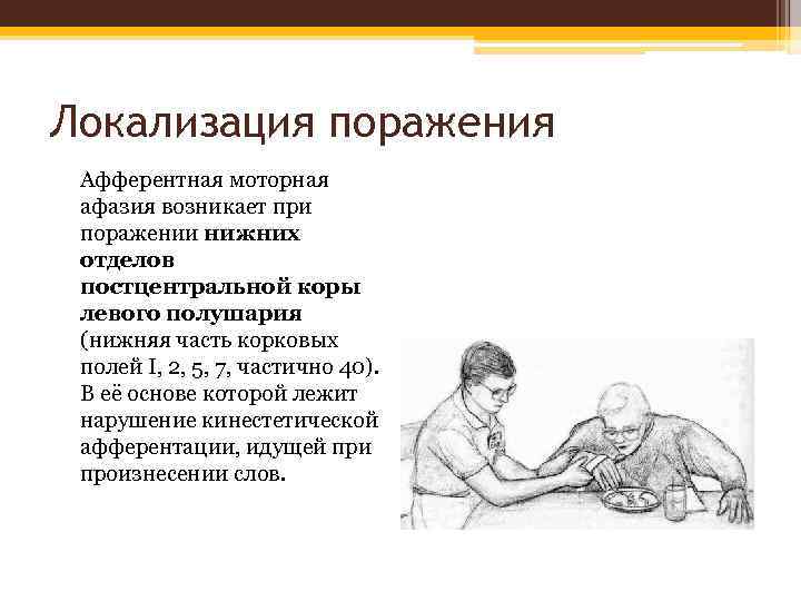 Локализация поражения Афферентная моторная афазия возникает при поражении нижних отделов постцентральной коры левого полушария