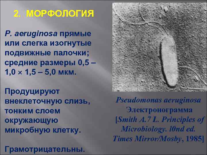 2. МОРФОЛОГИЯ Р. aeruginosa прямые или слегка изогнутые подвижные палочки; средние размеры 0, 5