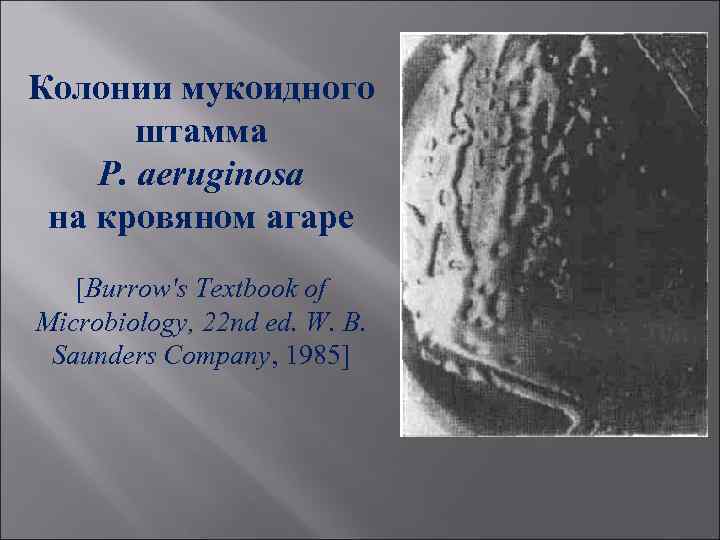 Колонии мукоидного штамма Р. aeruginosa на кровяном агаре [Burrow's Textbook of Microbiology, 22 nd