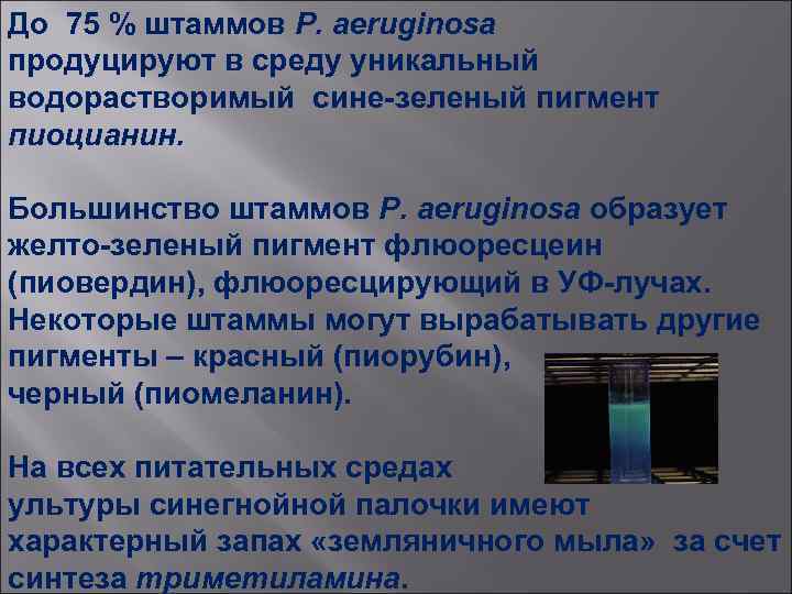 До 75 % штаммов P. aeruginosa продуцируют в среду уникальный водорастворимый сине-зеленый пигмент пиоцианин.