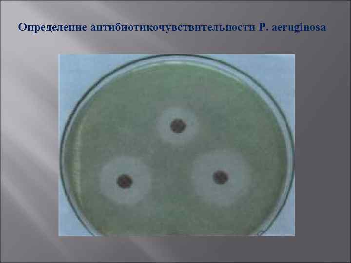 Определение антибиотикочувствительности P. aeruginosa 