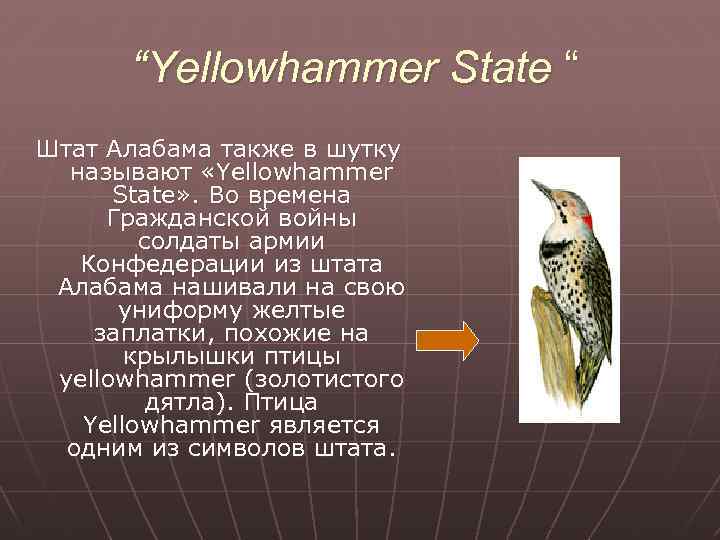 “Yellowhammer State “ Штат Алабама также в шутку называют «Yellowhammer State» . Во времена