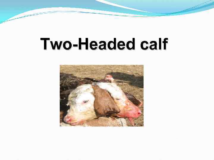 Two-Headed calf 
