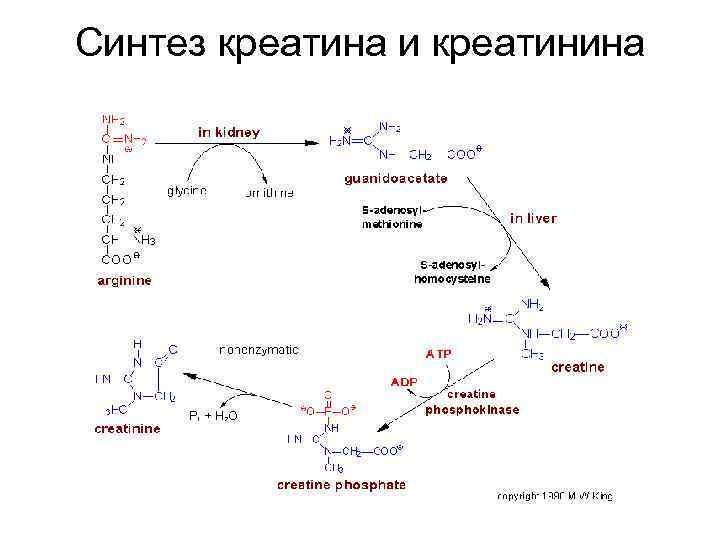 Синтез креатина и креатинина 