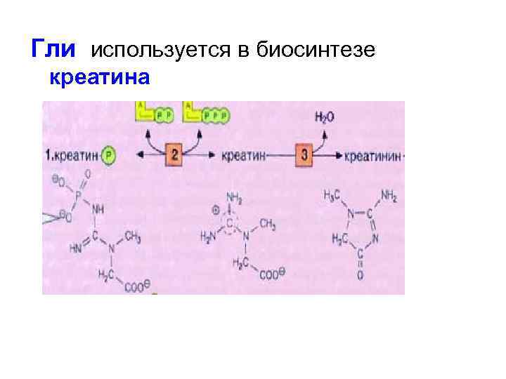 Гли используется в биосинтезе креатина 