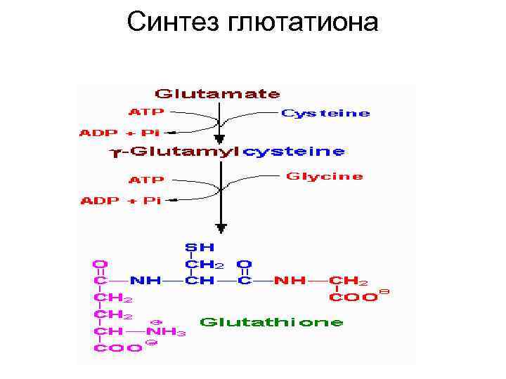 Синтез глютатиона 