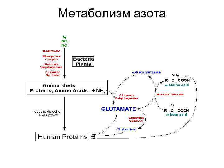 Метаболизм азота 