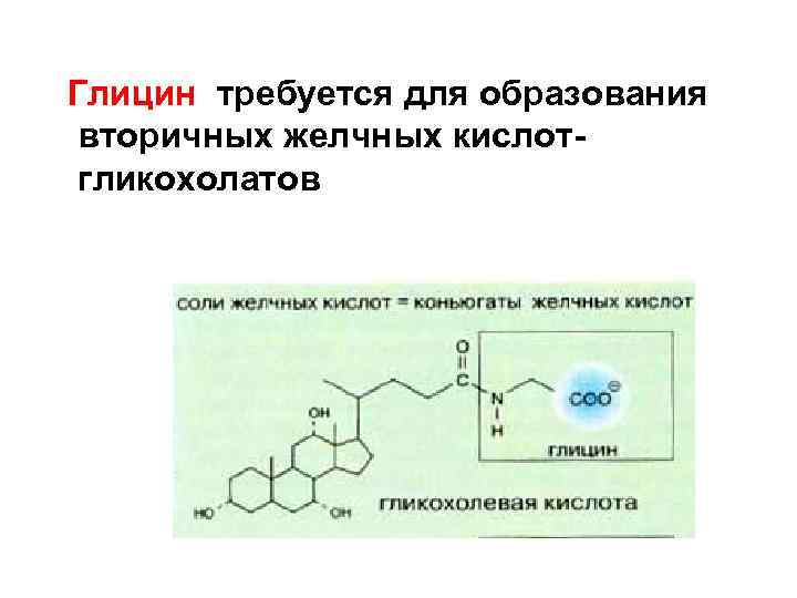 Глицин требуется для образования вторичных желчных кислотгликохолатов 