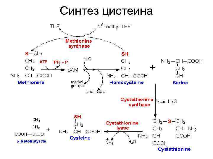 Синтез цистеина 