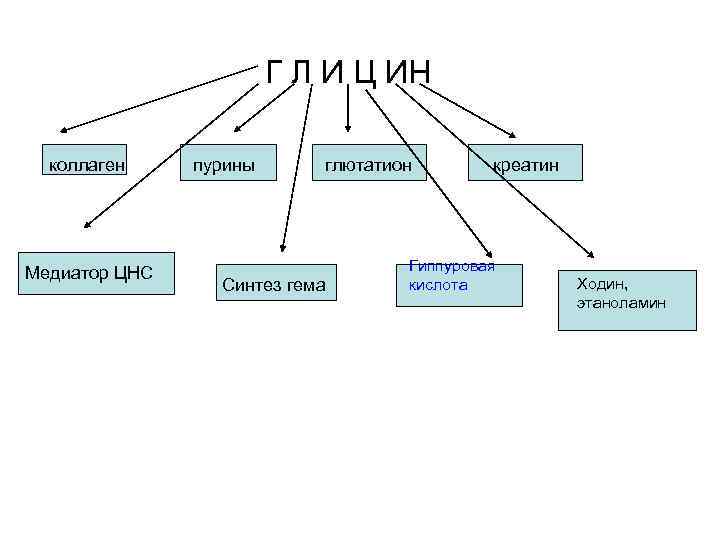 Г Л И Ц ИН коллаген Медиатор ЦНС пурины глютатион Синтез гема креатин Гиппуровая