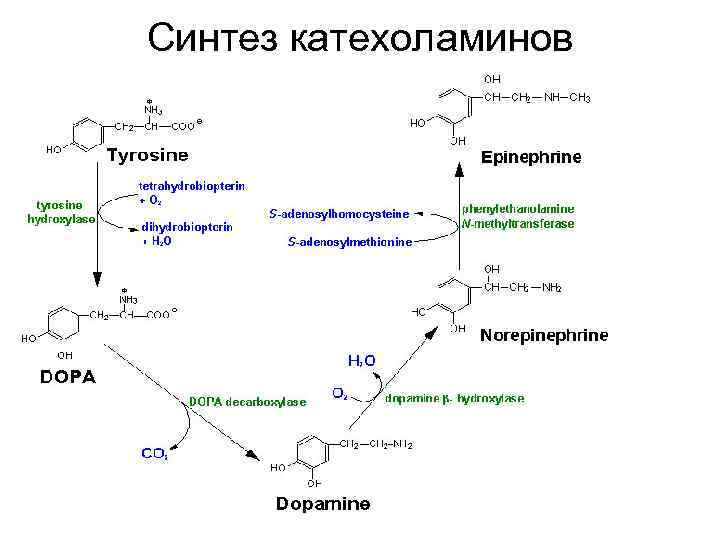 Синтез катехоламинов 