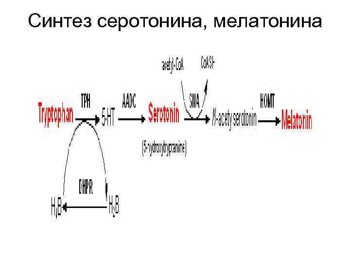 Синтез серотонина, мелатонина 