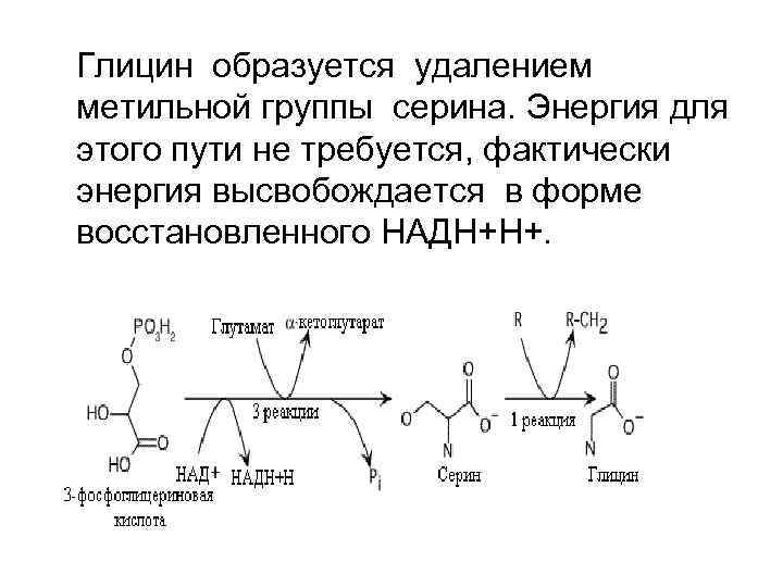 Глицин образуется удалением метильной группы серина. Энергия для этого пути не требуется, фактически энергия