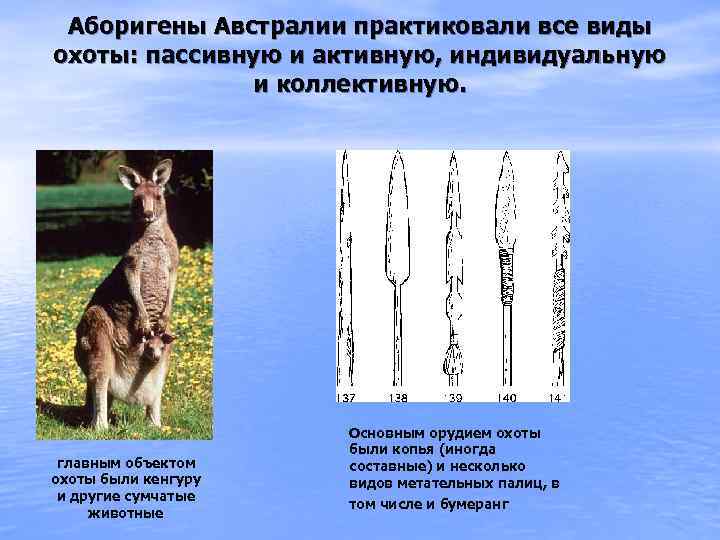 Аборигены Австралии практиковали все виды охоты: пассивную и активную, индивидуальную и коллективную. главным объектом