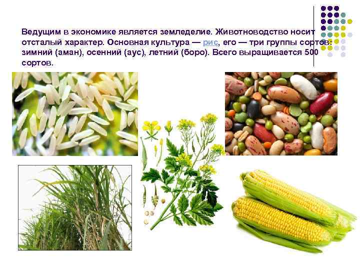 Ведущим в экономике является земледелие. Животноводство носит отсталый характер. Основная культура — рис, его