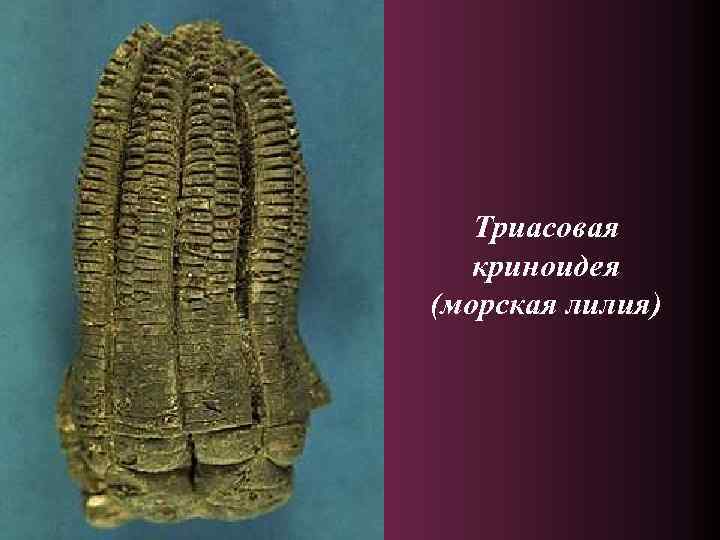 Триасовая криноидея (морская лилия) 