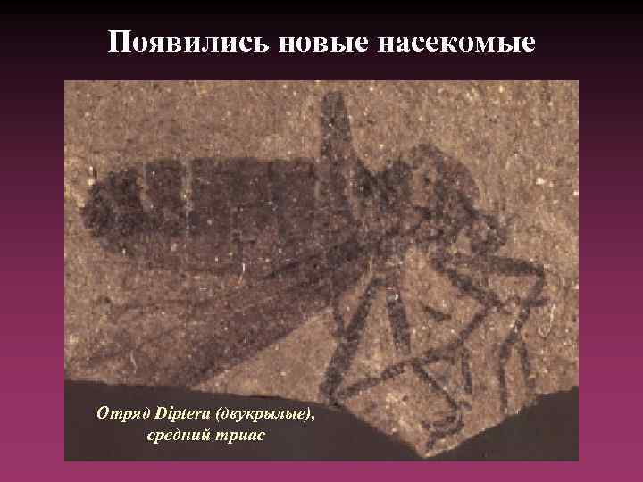 Появились новые насекомые Отряд Diptera (двукрылые), средний триас 