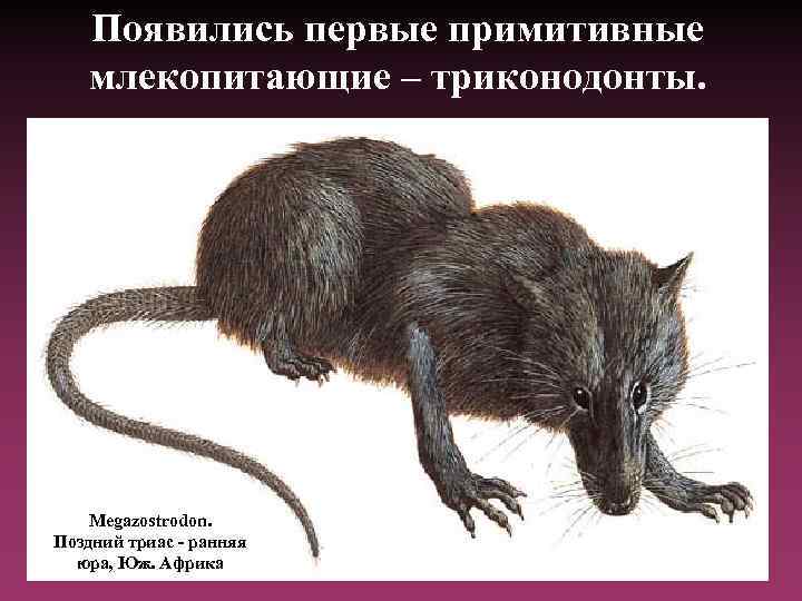 Появились первые примитивные млекопитающие – триконодонты. Megazostrodon. Поздний триас - ранняя юра, Юж. Африка