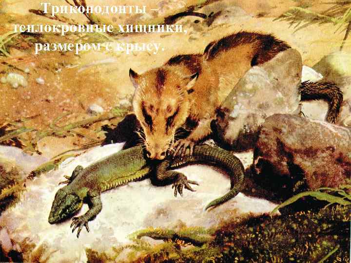 Триконодонты – теплокровные хищники, размером с крысу. 