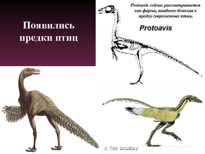 Protoavis сейчас рассматривается как форма, наиболее близкая к предку современных птиц. Появились предки птиц