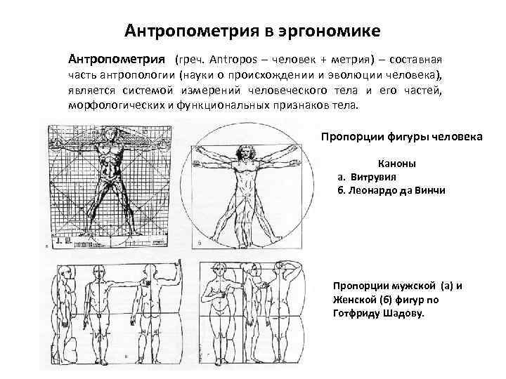 Антропометрия в эргономике Антропометрия (греч. Antropos – человек + метрия) – составная часть антропологии