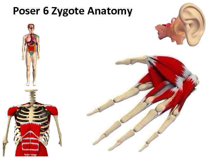 Poser 6 Zygote Anatomy • Стоимость в Интернете более 12. 000$ 