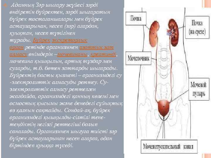 v Адамның Зәр шығару жүйесі зәрді өндіретін бүйректен, зәрді шығаратын бүйрек тостағаншалары мен бүйрек