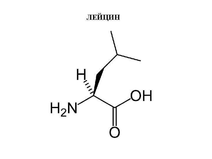 ЛЕЙЦИН 