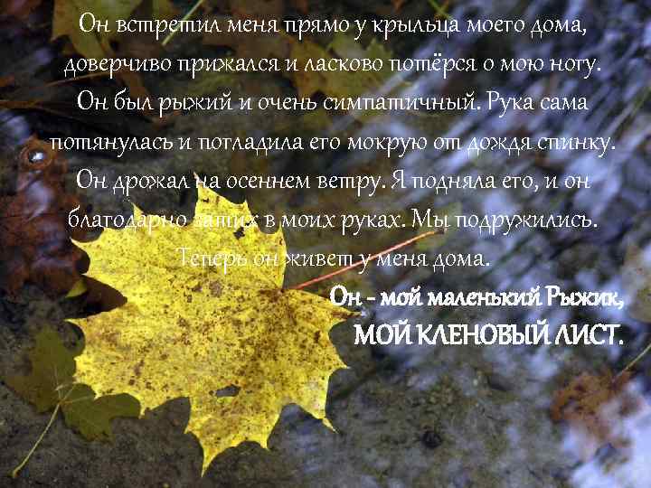 Он встретил меня прямо у крыльца моего дома, доверчиво прижался и ласково потёрся о