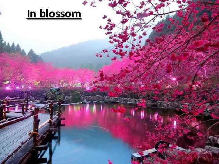 In blossom 
