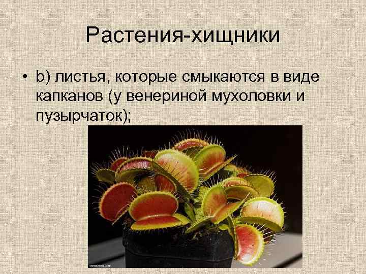 Растения-хищники • b) листья, которые смыкаются в виде капканов (у венериной мухоловки и пузырчаток);
