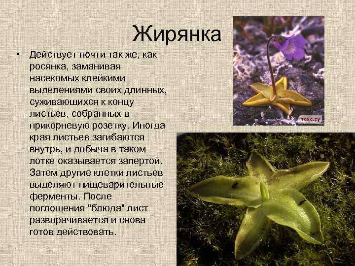 Жирянка • Действует почти так же, как росянка, заманивая насекомых клейкими выделениями своих длинных,