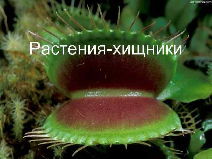 Растения-хищники 