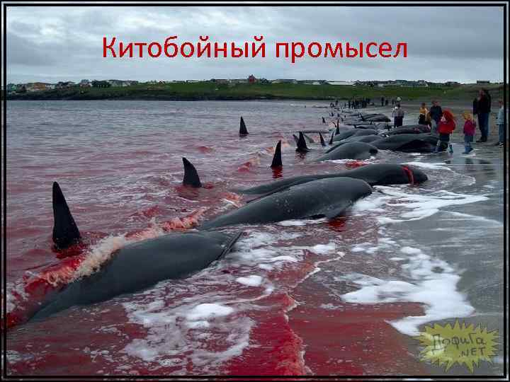 Китобойный промысел 