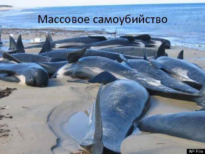 Массовое самоубийство 