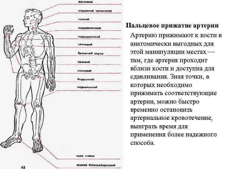 Пальцевое прижатие артерии Артерию прижимают к кости в анатомически выгодных для этой манипуляции местах